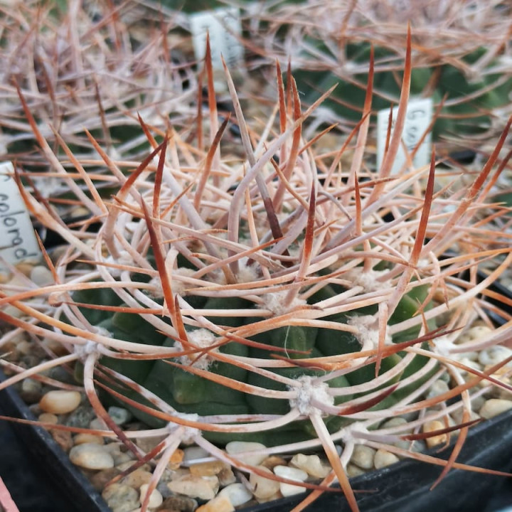 Gymnocalycium coloradense KLA27A