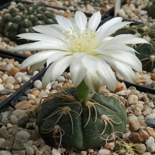 Gymnocalycium denudatum (Spinnenkaktus)
