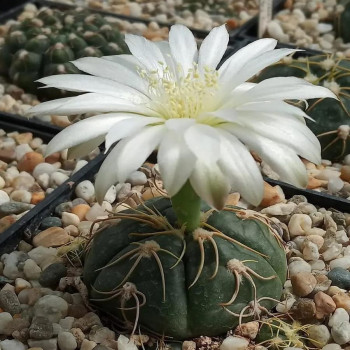 Gymnocalycium denudatum (Spinnenkaktus)