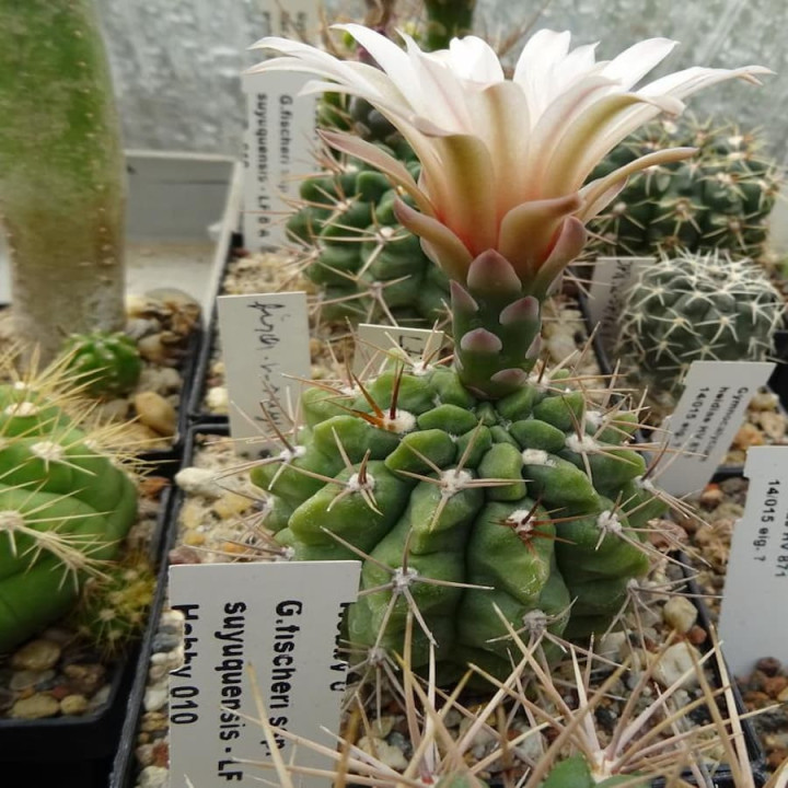 Gymnocalycium fischeri ssp. suyuquense LF 8A