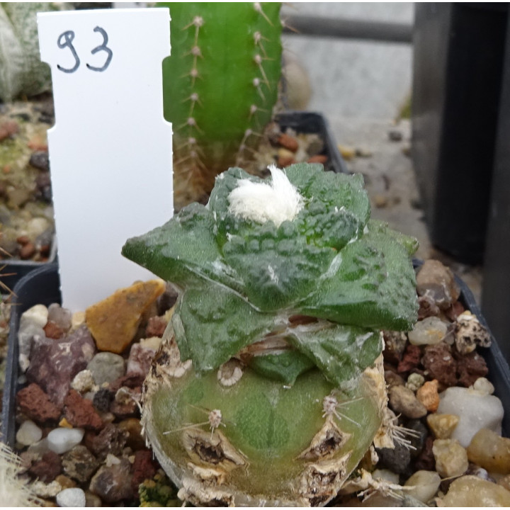 Ariocarpus fissuratus RS 581 Nr. 93