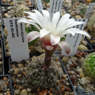 Gymnocalycium frankianum