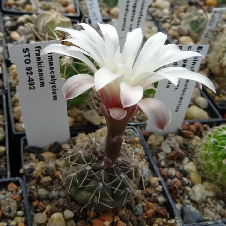 Gymnocalycium frankianum