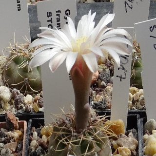 Gymnocalycium frankianum STO 092-492