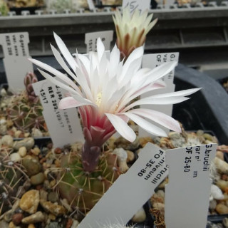 Gymnocalycium gaponii var. nova RER 289