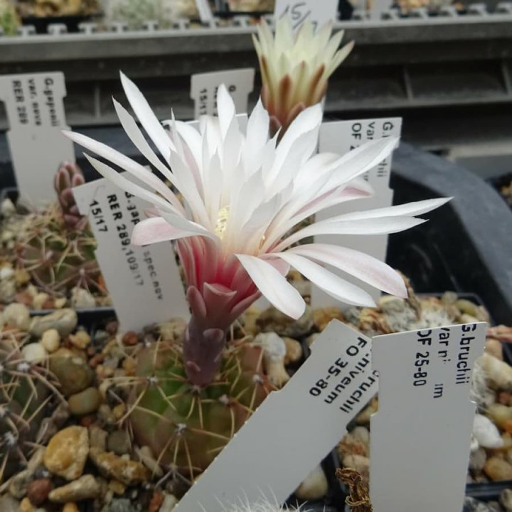 Gymnocalycium gaponii var. nova RER 289