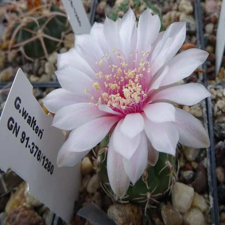 Gymnocalycium gayeri HT 1139
