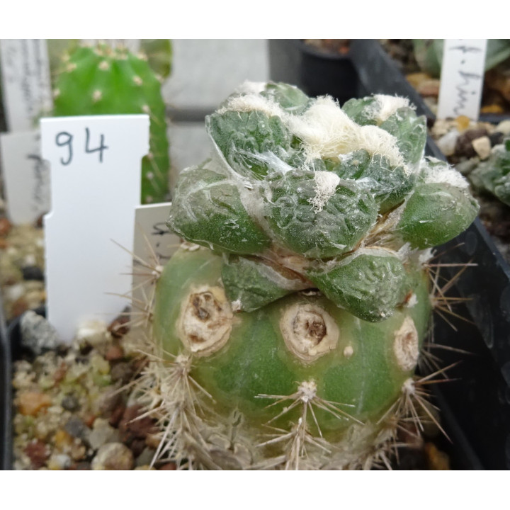 Ariocarpus fissuratus RS 581 Nr. 94