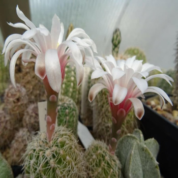 Gymnocalycium gertii STO 92-521