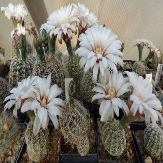 Gymnocalycium gertii VS 160 , selten