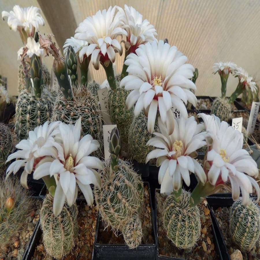 Gymnocalycium gertii VS 160 , selten