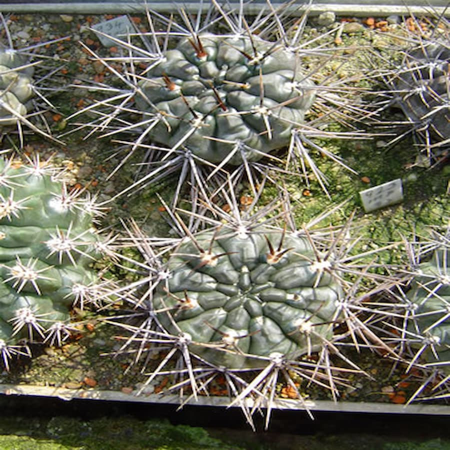 Gymnocalycium gibbosum ssp. radekii JPR 92-70/157