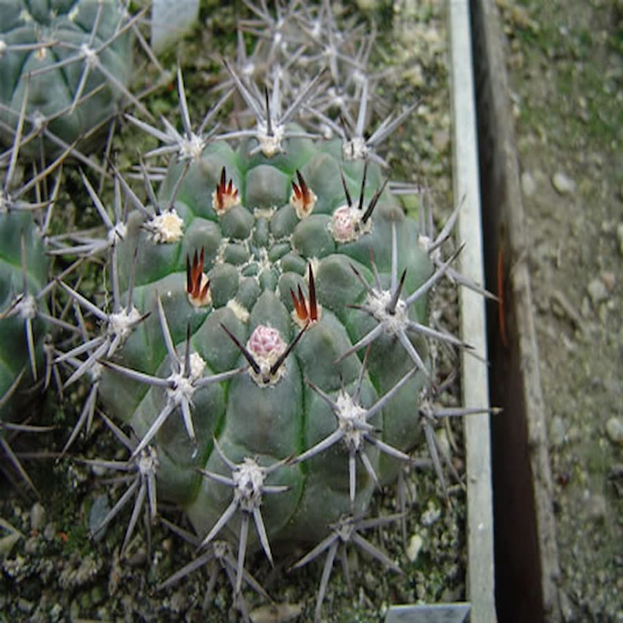 Gymnocalycium gibbosum ssp. radovanii JPR 71/158