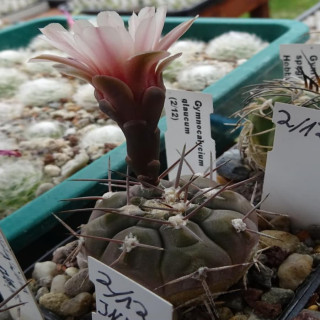 Gymnocalycium glaucum ,Quebrada Malasco