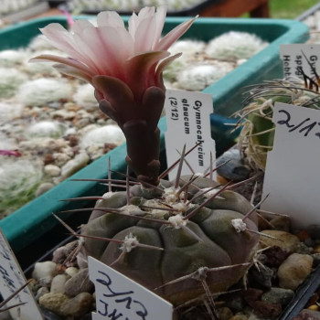 Gymnocalycium glaucum ,Quebrada Malasco
