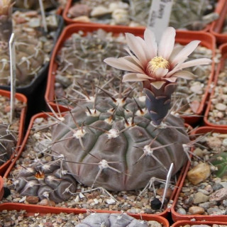 Gymnocalycium glaucum JN 496