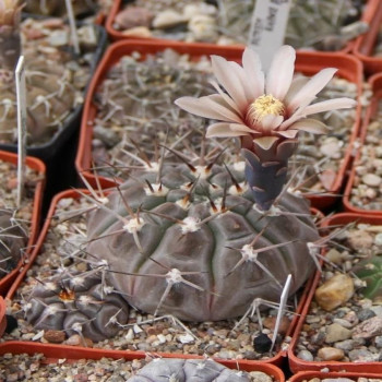 Gymnocalycium glaucum JN 496