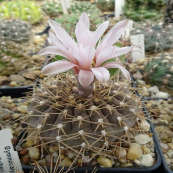 Gymnocalycium glaucum TOM 07-282/1