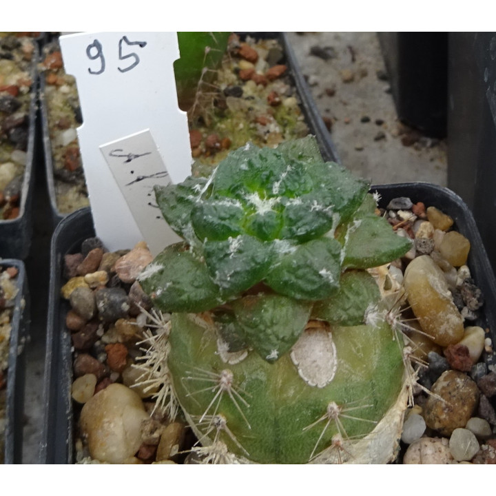 Ariocarpus fissuratus RS 581 Nr. 95