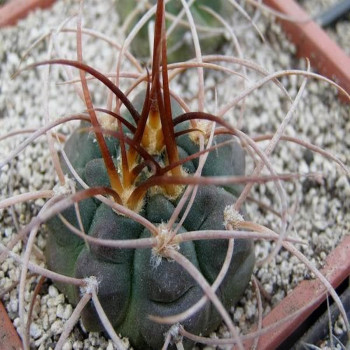 Gymnocalycium guachinense ssp. mirandaense LF 718