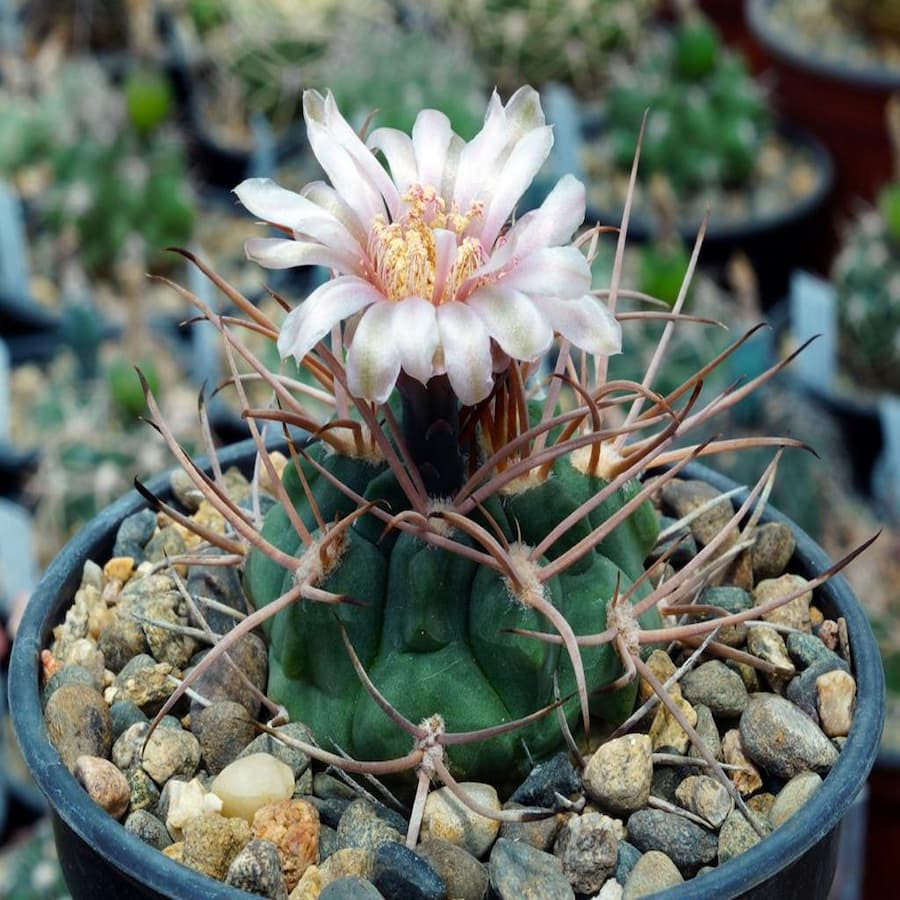 Gymnocalycium guanchinense