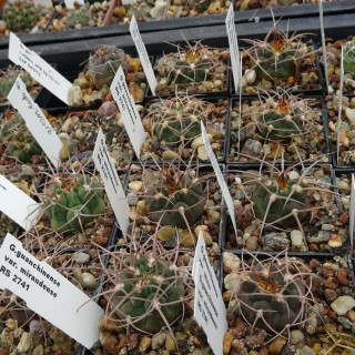 Gymnocalycium guanchinense var. mirandaense RS 2741