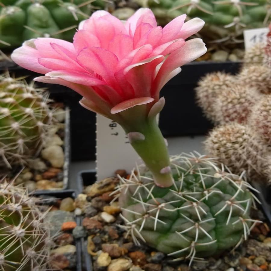 Gymnocalycium heidiae GN 93-714/2069