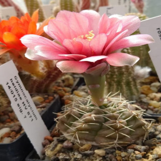 Gymnocalycium heidiae HV 871 rar
