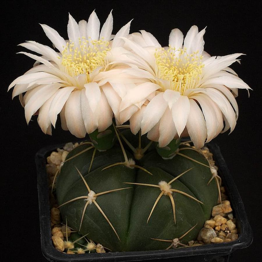 Gymnocalycium horstii ssp. buenekeri
