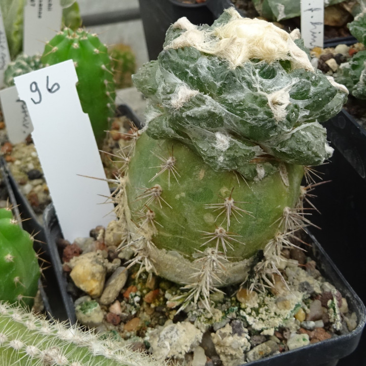 Ariocarpus fissuratus RS 581 Nr. 96