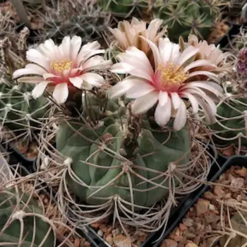 Gymnocalycium hossei CH 1795