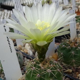 Gymnocalycium hyptiacanthum v. mardelplatense WP 92-59/73