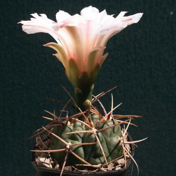 Gymnocalycium jochumi GN 96-888/3382