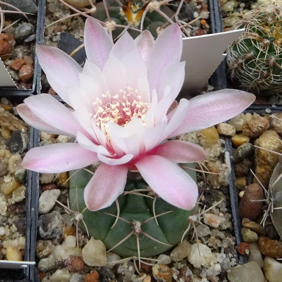 Gymnocalycium kroenleinii WR 805