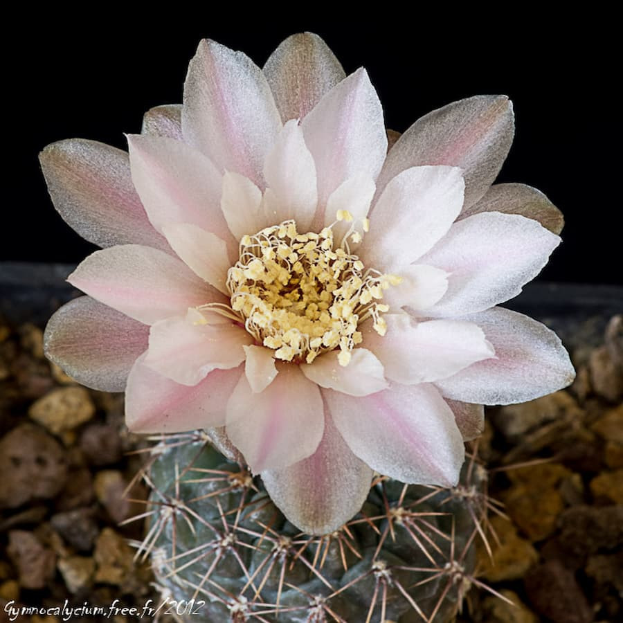 Gymnocalycium lukasikii JPR 100-237