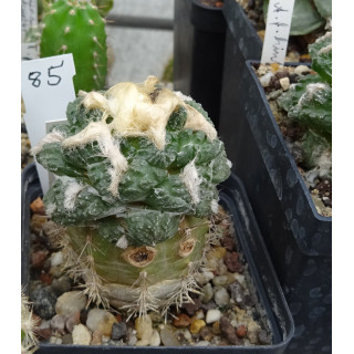 Ariocarpus fissuratus RS 851 Nr. 85