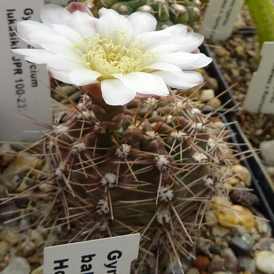 Gymnocalycium lukasikii ssp. emilii TOM 07-144/1