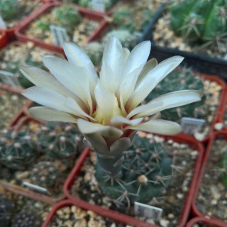 Gymnocalycium lukasikii Typ Form