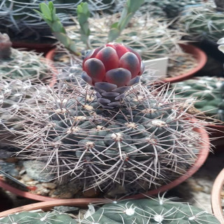 Gymnocalycium marianae
