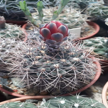 Gymnocalycium marianae