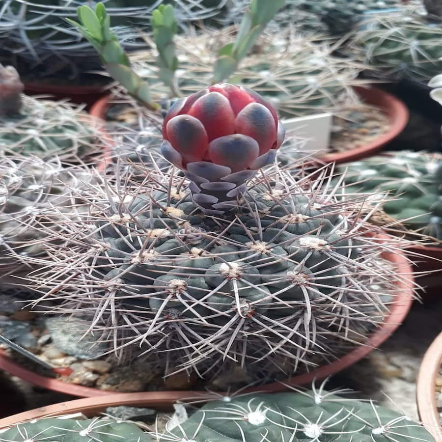 Gymnocalycium marianae
