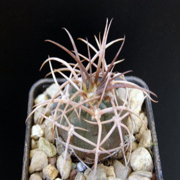 Gymnocalycium mazanense v.ferox KLA23A