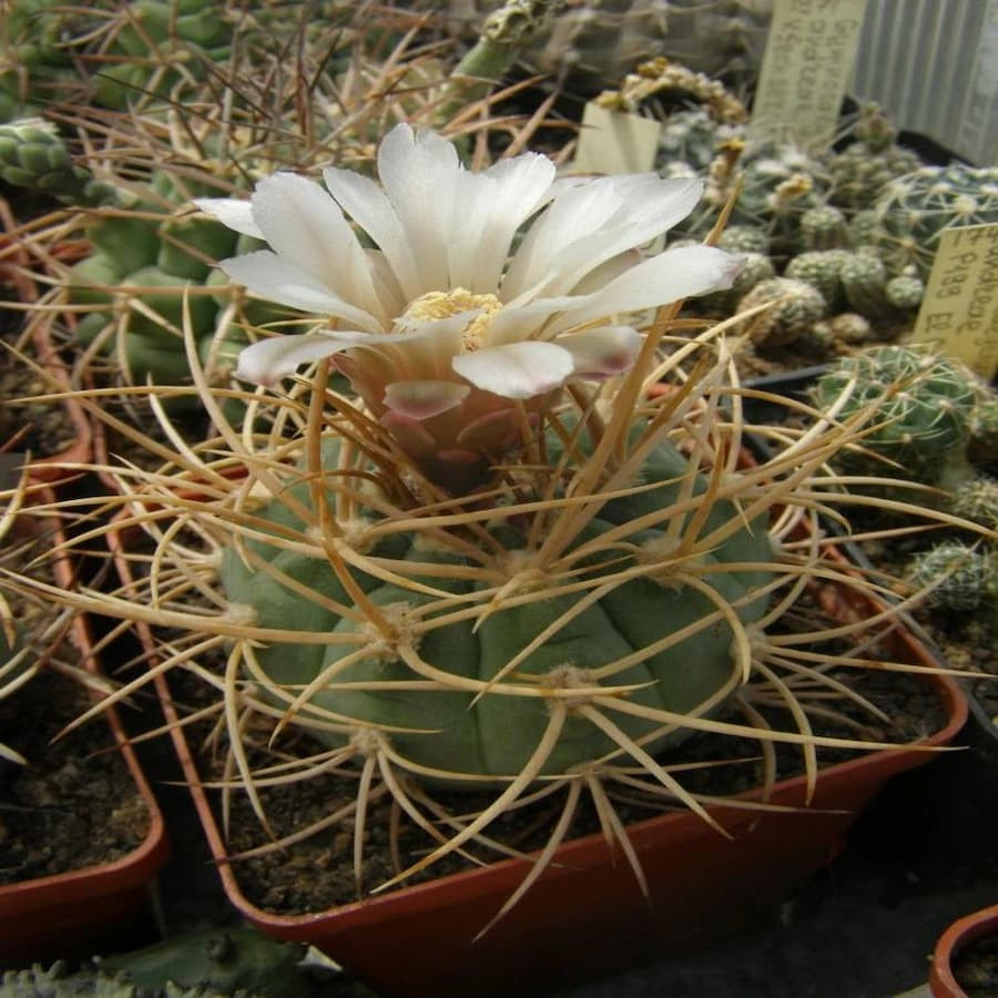 Gymnocalycium mazanensis var. polycephalus VS 46