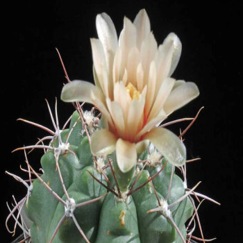 Gymnocalycium miltii JPR 92-91/212