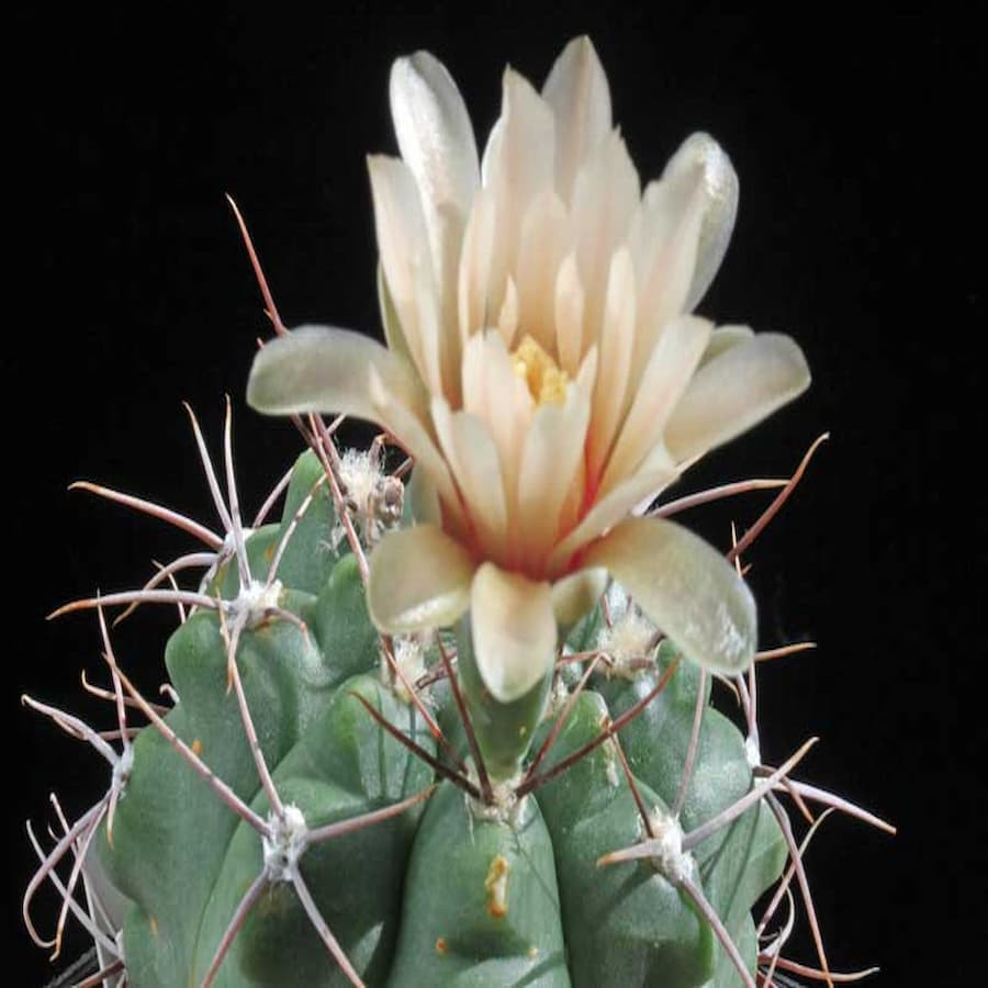 Gymnocalycium miltii JPR 92-91/212