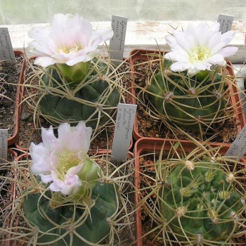 Gymnocalycium monvillei