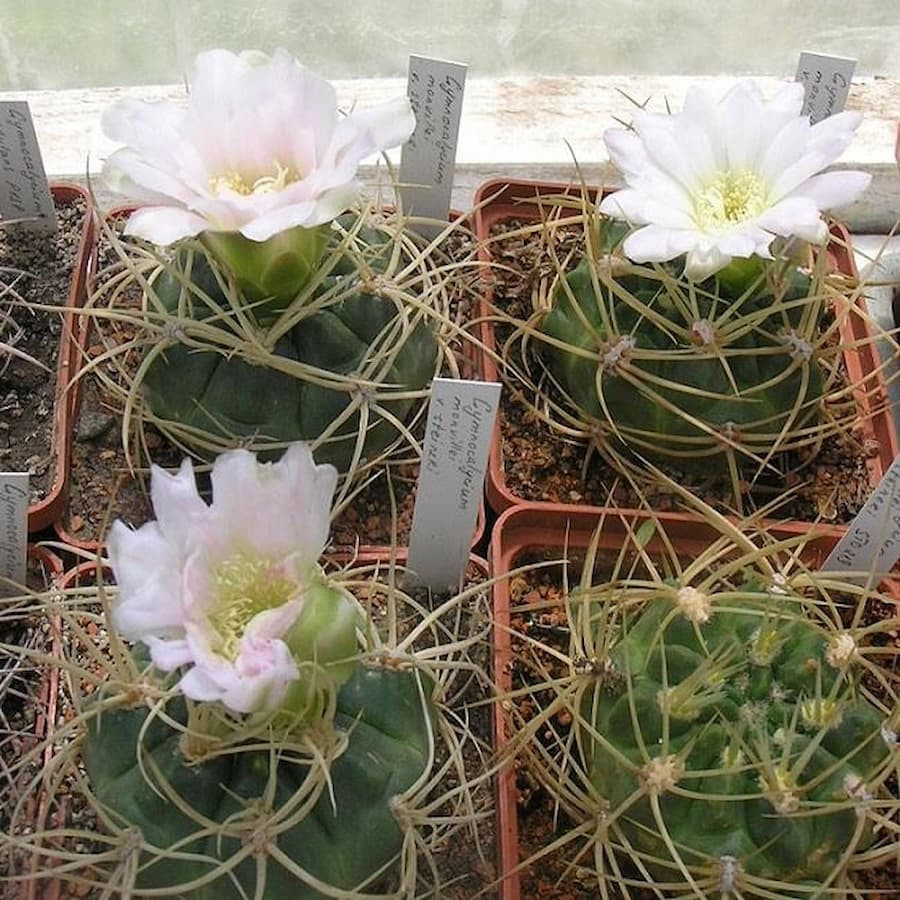 Gymnocalycium monvillei