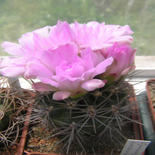 Gymnocalycium monvillei subs. horridispinum STO 480