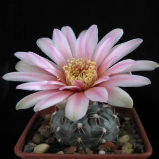 Gymnocalycium morroense