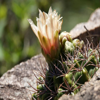 Gymnocalycium mostii x bicolor x monvillei